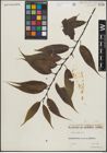 Foto von Salix lucida Muhl.